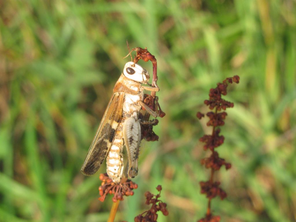 Aiolopus strepens strepens, vittima del fungo Entomophaga grylli